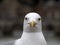 Seagull in rome close up portrait