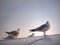 Seagull on roof