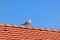 Seagull on the Roof