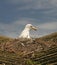 Seagull on roof nesting