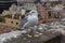 Seagull at the rooftop of the Barcelona Cathedral