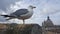 Seagull on the rooftops of Rome