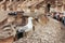 Seagull on the ruins of the Colosseum