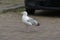 Seagull runs across the road, a car comes from behind