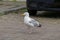 Seagull runs across the road, a car comes from behind
