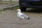 Seagull runs across the road, a car comes from behind