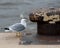 Seagull and rusty bollard, selective focus.