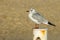 Seagull on a Rusty Pole