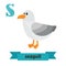 Seagull. S letter. Cute children animal alphabet in vector. Funny cartoon animals