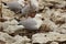 Seagull on it`s nest in the colony on the Kaikoura Peninsula