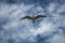 Seagull sailing the white-blue sky