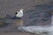 Seagull at Salar de Tara - Chile