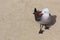 Seagull on sand at the beach in California, Pebble Beach, USA