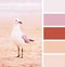 Seagull on sand on the beach. color palette swatches. pastel hues