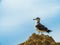 Seagull on the sand beach at Gale, Portugal