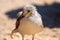 Seagull, sand and the sea