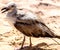 Seagull, sand and the sea