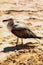 Seagull, sand and the sea