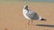 Seagull on sand and in small surf