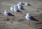 Seagull on The Sandy Beach