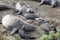 Seagull Scavenges on Beach Surrounded by Northern Elephant Seals