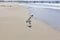 A seagull Scavenges for Food on the Venice Beach Coastline