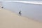 A seagull Scavenges for Food on the Venice Beach Coastline