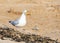 Seagull scavenging for food scraps