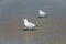 Seagull on Scheveningen beach in The Hague.