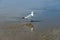 Seagull on Scheveningen beach in The Hague.