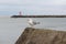 Seagull in Scheveningen harbour