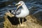 Seagull screaming on a stone