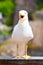 Seagull screaming with wide open beak. Front view