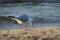 Seagull in the sea