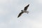 Seagull sea bird with spread wings flight high in the sky leaden gray before the storm