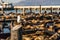 Seagull and Sea lions at Pier 39 San Francisco, California