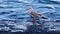 Seagull on the sea stands on the pier, wave surf