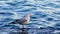 Seagull on the sea stands on the pier, wave surf