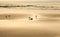 Seagull Seabirds finding food on beautiful glowing, glittering sandy beach with sunrise reflecting golden morning light on wet sea