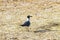 Seagull Seagulls walking on beach sand Playa del Carmen Mexico