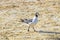 Seagull Seagulls walking on beach sand Playa del Carmen Mexico
