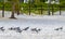 Seagull Seagulls walking on beach sand Playa del Carmen Mexico