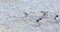 Seagull Seagulls walking on beach sand Playa del Carmen Mexico