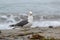 A Seagull searches for food on the beach among seaweed