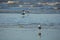 Seagull on the seashore in Puerto Madryn