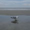 Seagull at the Seashore Splashing in a Puddle