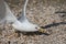 Seagull on the seashore in summer looking for food