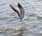 Seagull seaside bird flying above blue sky,