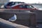 Seagull seating on the granite embankment