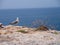 A seagull seating on the ocean shore